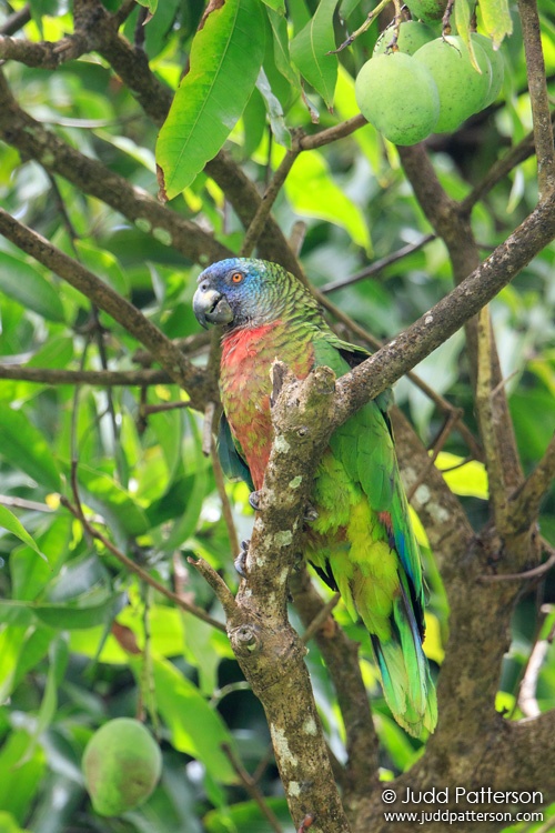 St. Lucia Parrot, Saint Lucia